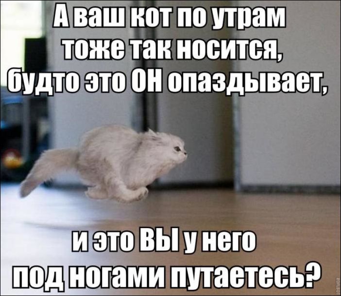 Опять эти ваши утры картинки прикольные