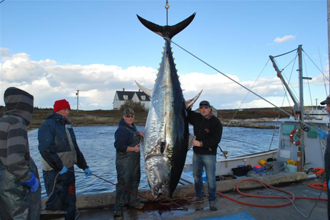 Самый большой пойманный тунец.