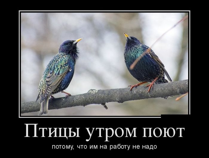 Демотиваторы с приколами, новые за день.