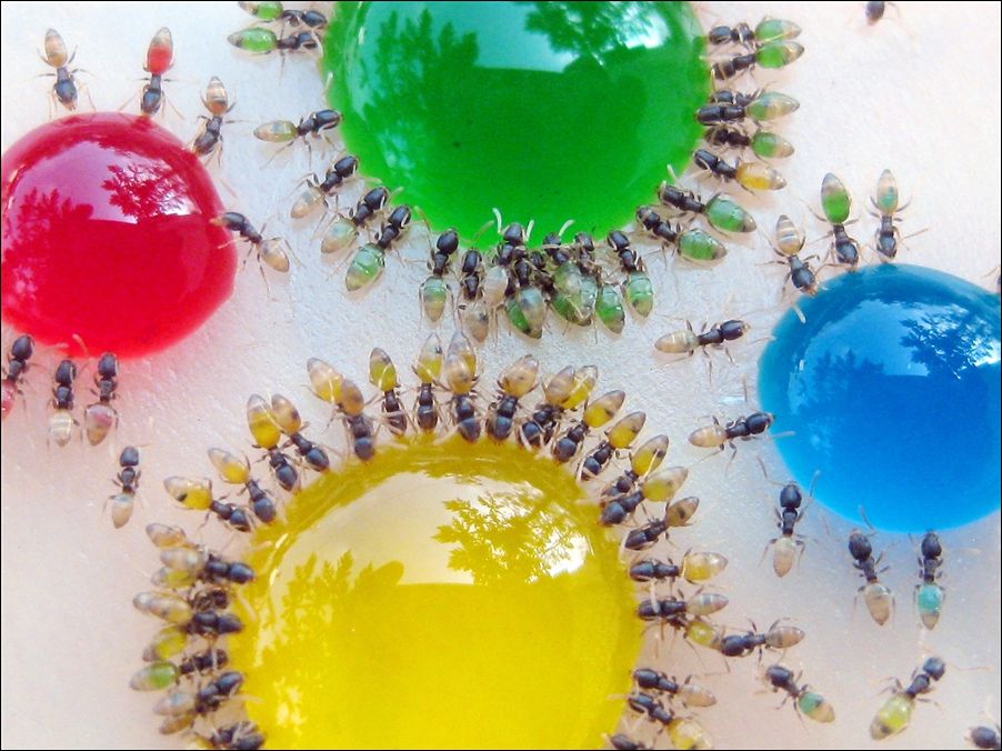 Сказочные муравьи