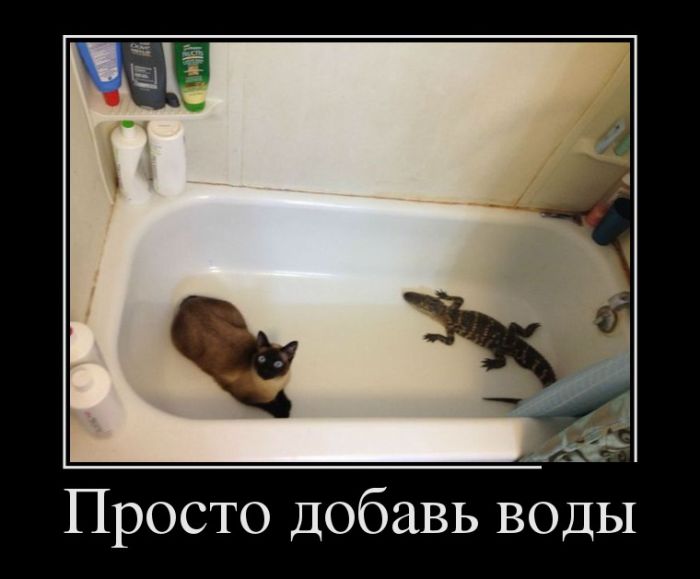 Демотиваторы бывают разные, у нас они только прикольные.