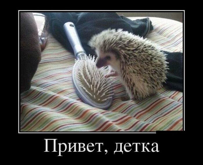 Демотиваторы, приколы хоть отбавляй.
