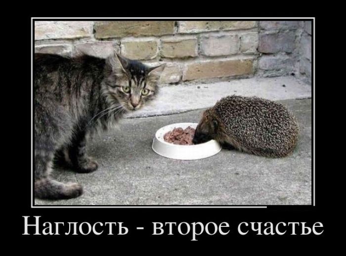 Демы с юмором новые.