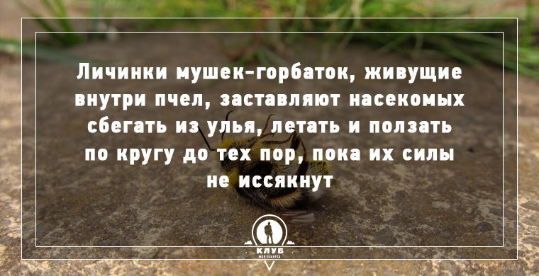 Интересное о зомби в нашем мире.