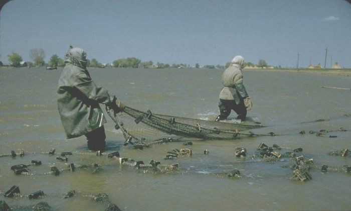 Как раньше черную икру добывали.