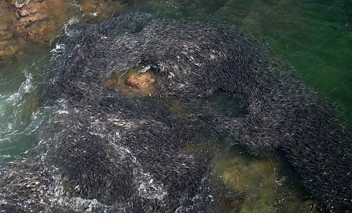 Необычное скопление рыбы в Акапулько