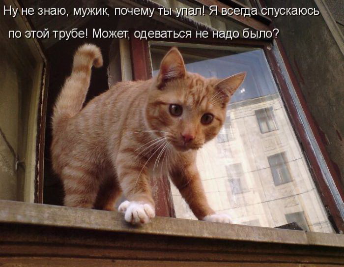 Кото приколы