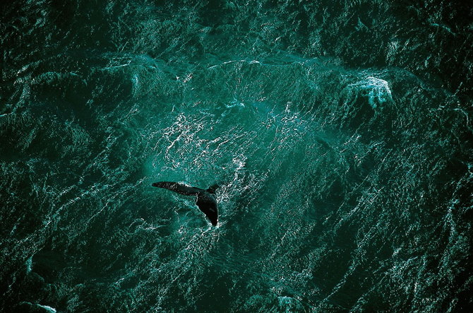 Мастер ви Yann Arthus-Bertrand
