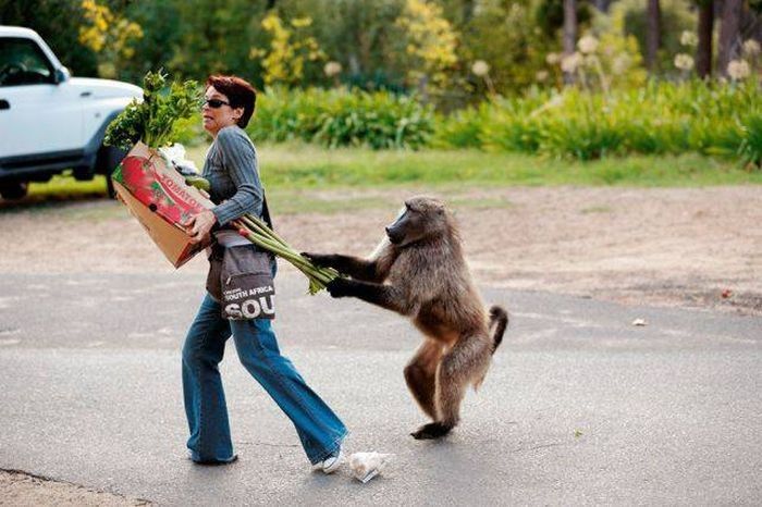 Животные юмор