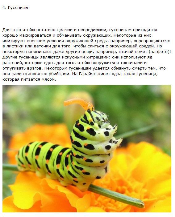Самые хитрые животные
