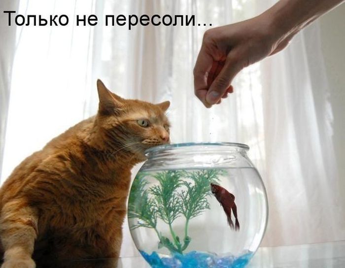 10 особенностей кошачьего питания