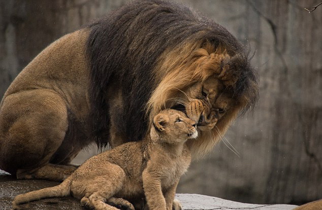 Отец лев впервые увидел своего сына