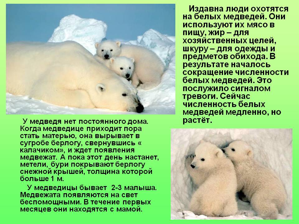 Интересное про белых медведей