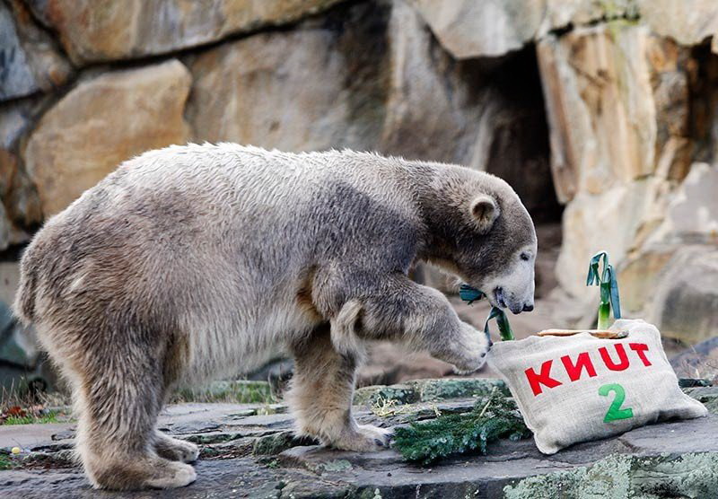 Белый медведь Кнут