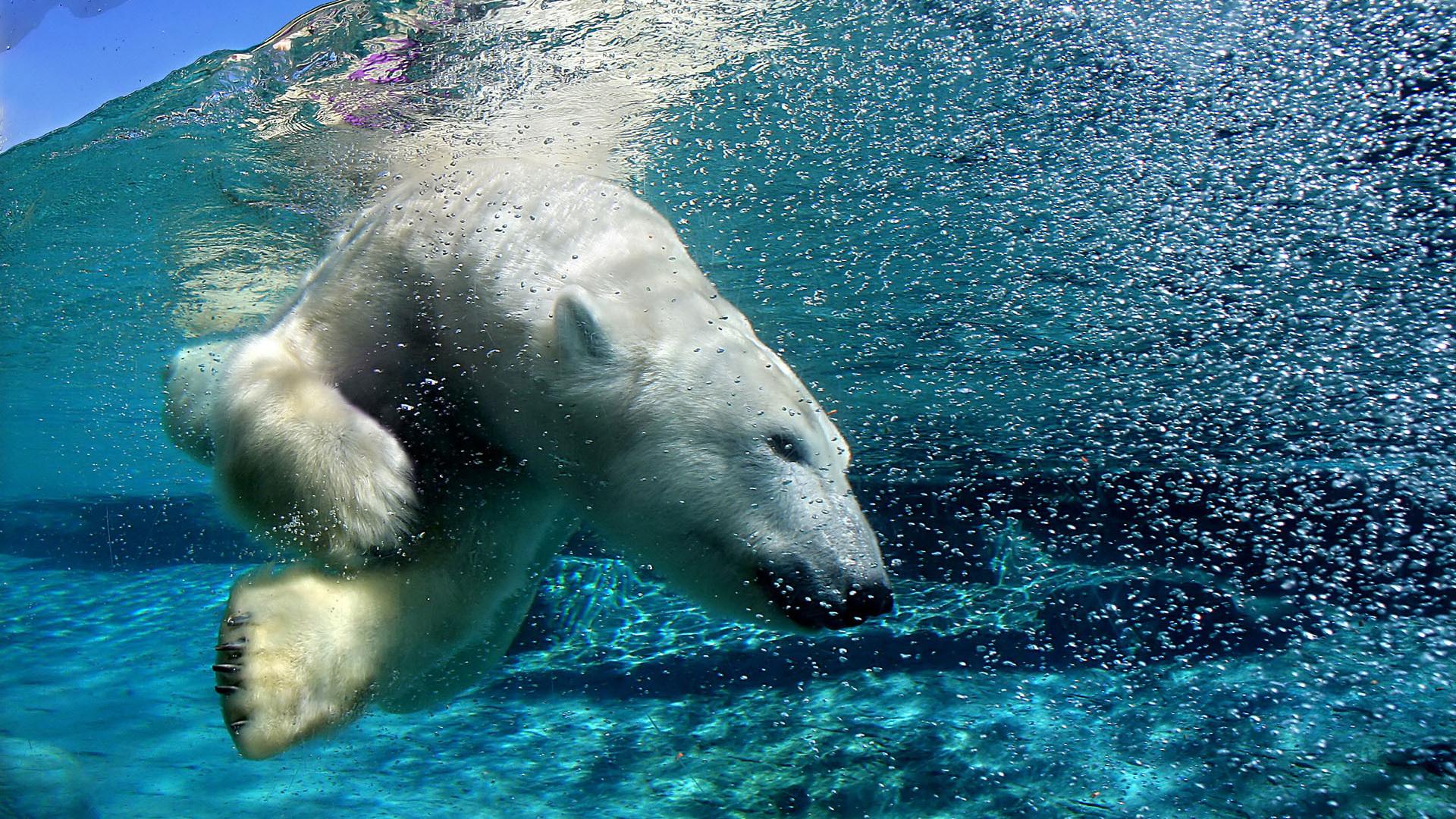Животные в воде и под водой