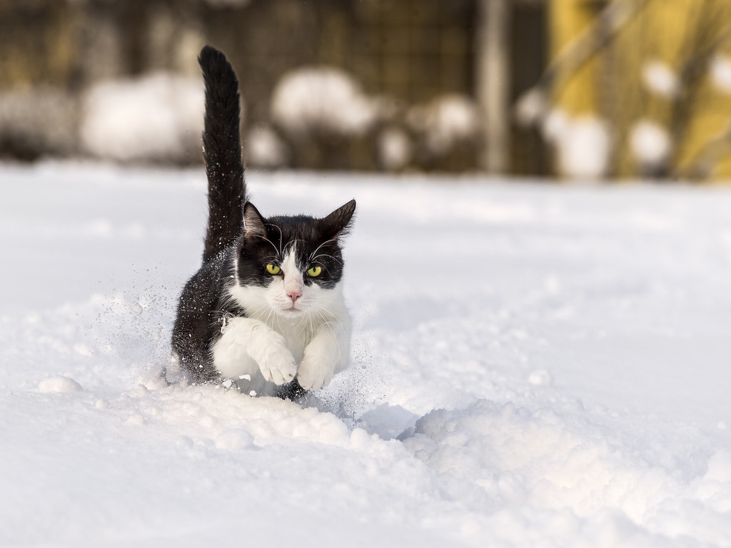 Зимние коты