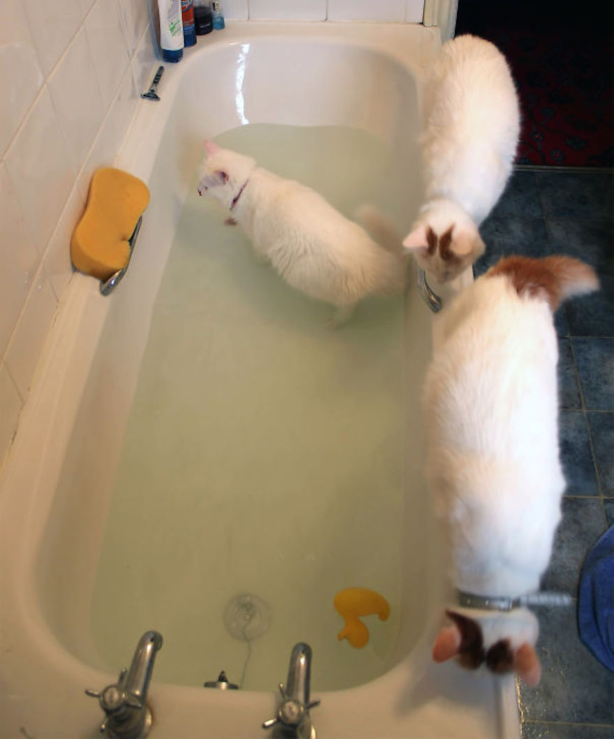 Кошки в воде, смешные фото