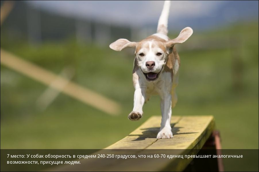 Самые зрячие среди животных