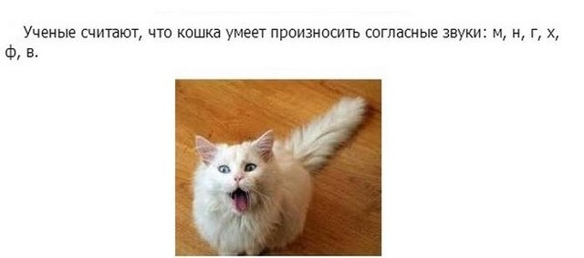Интересные факты в картинках про кошек и котят