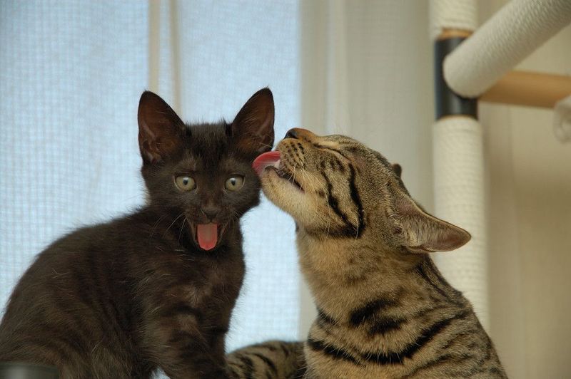 Прикольные животные которых мы любим