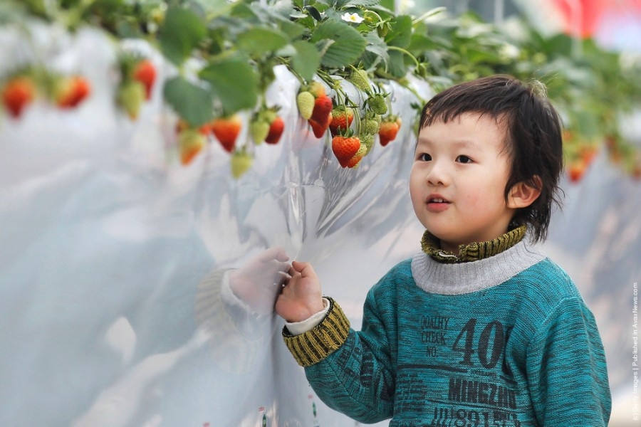 Выставка зимней клубники в Китае.
