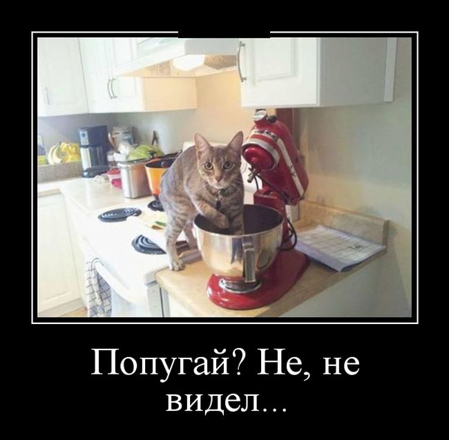 Демотиваторы для смеха