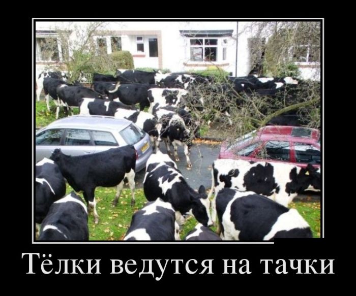 Прикольные демотиваторы и самые новые.