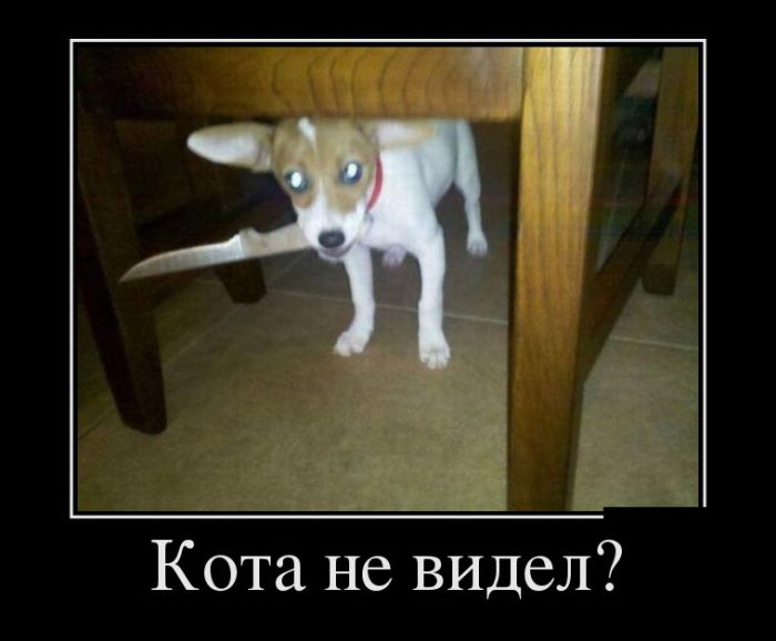 Демотиваторы прикольные про все.