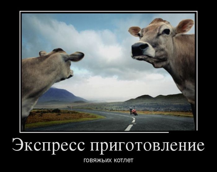 Демотиваторы для прикольного настроения.