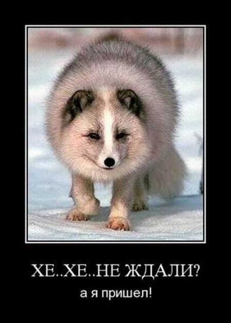 Прикольные демотиваторы сделают твой день.