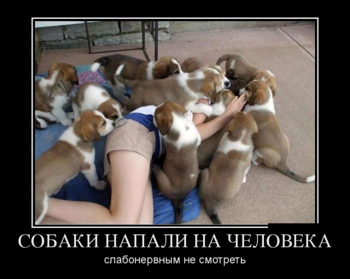 Демотиваторы, новые картинки с фразами.