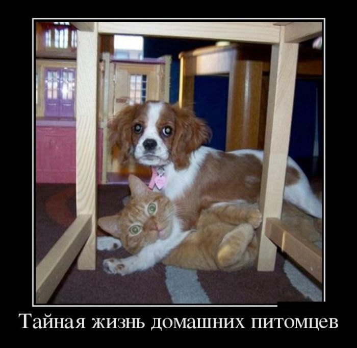 Демотиваторы с юмором.