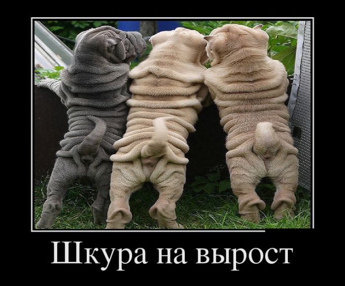 Прикольные демотиваторы фото.