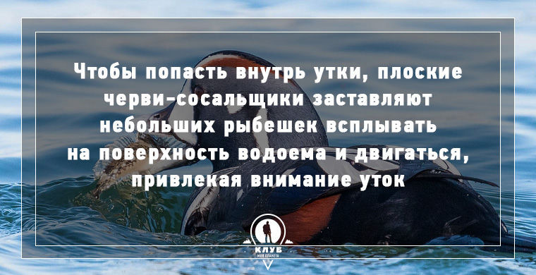 Интересное о зомби в нашем мире.