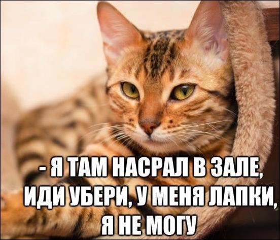 Подборка приколов, позитивная жизнь.