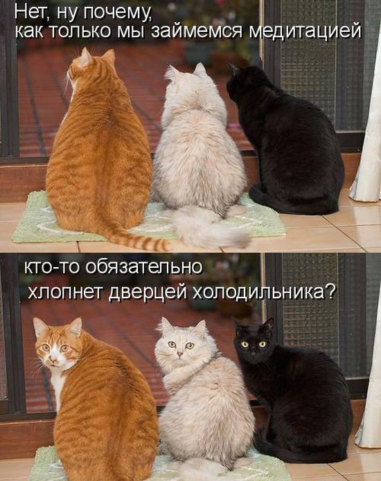 Кото приколы