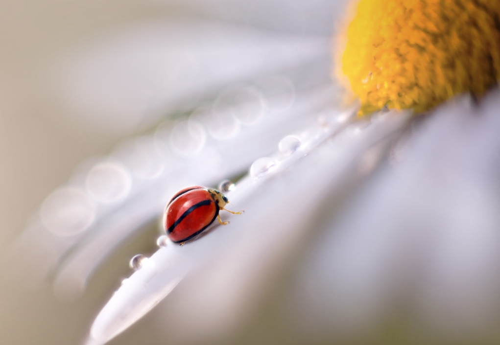 Красивые сюрреалистические фотографии макро насекомых