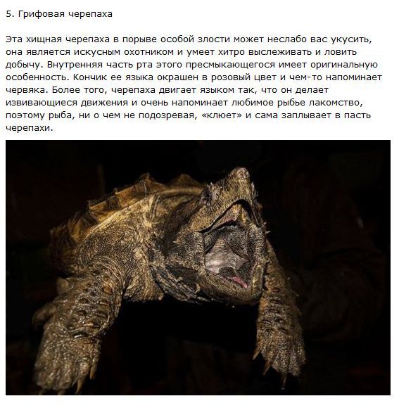 Самые хитрые животные