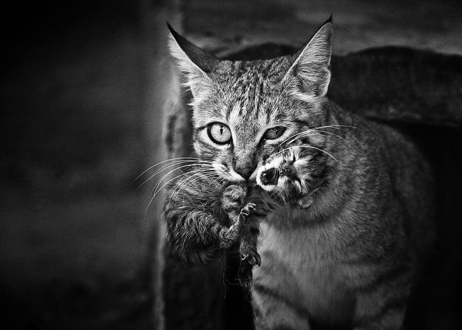 Смешные животные на фотках