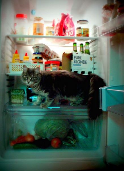 Коты и кошки в холодильниках