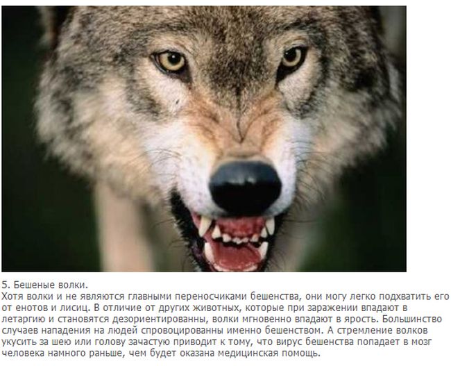 Интересные факты о волках в картинках