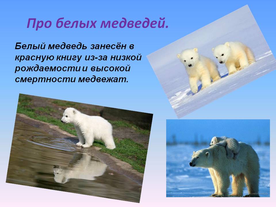 Интересное про белых медведей