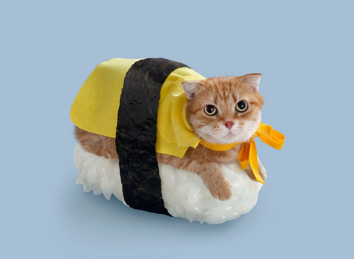 Котосуши