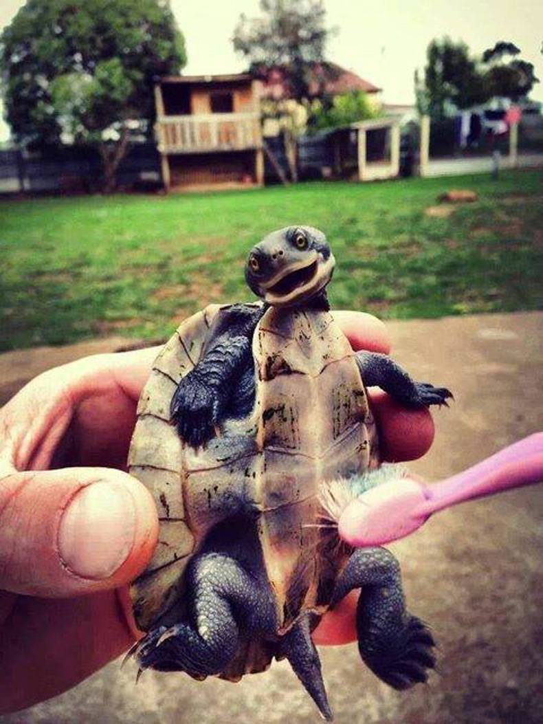 Заведи себе домашнее животное, черепахи на фото
