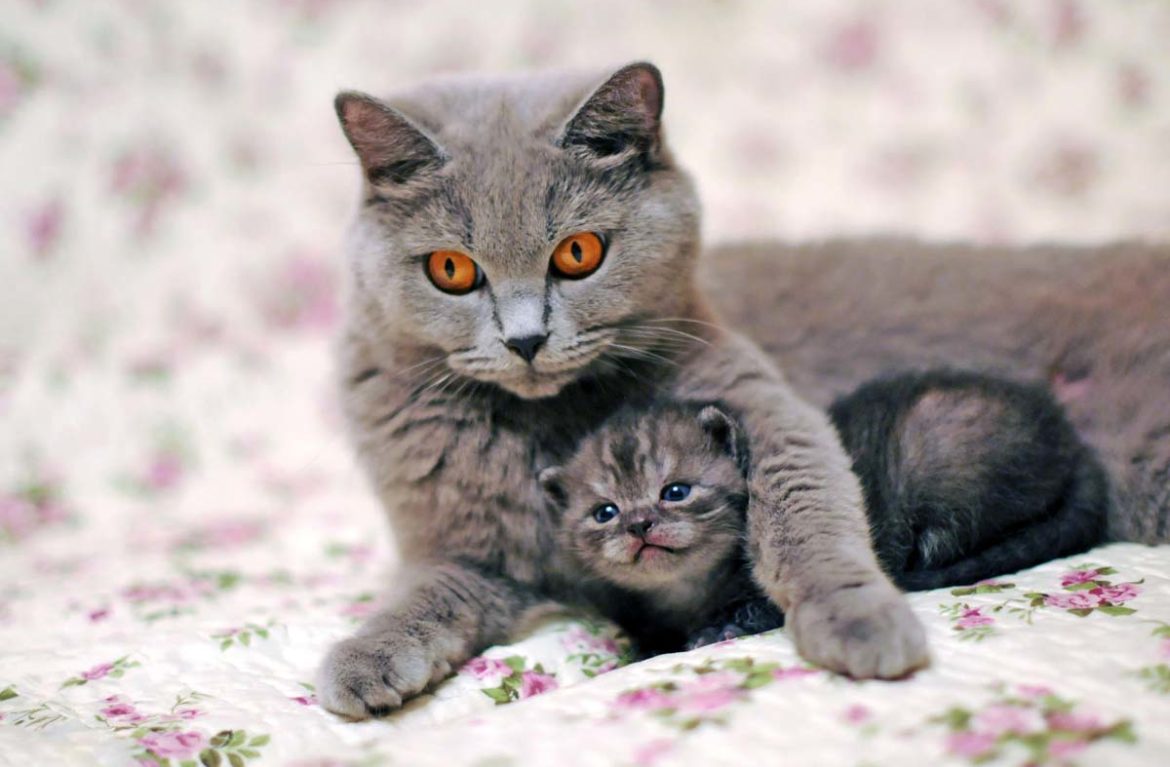 Красивые фотографии кошек и котят