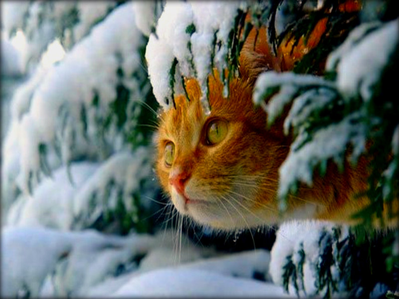 Зимние коты