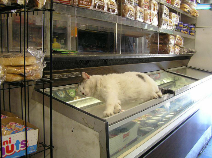 Котики в магазинах