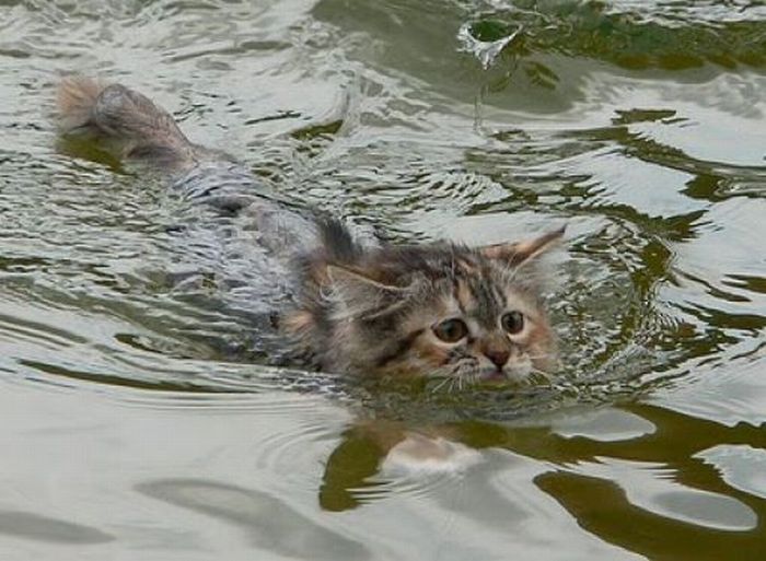 Кошки в воде, смешные фото