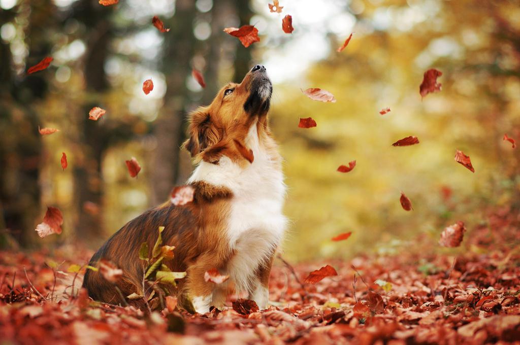 Собаки и осень на фото