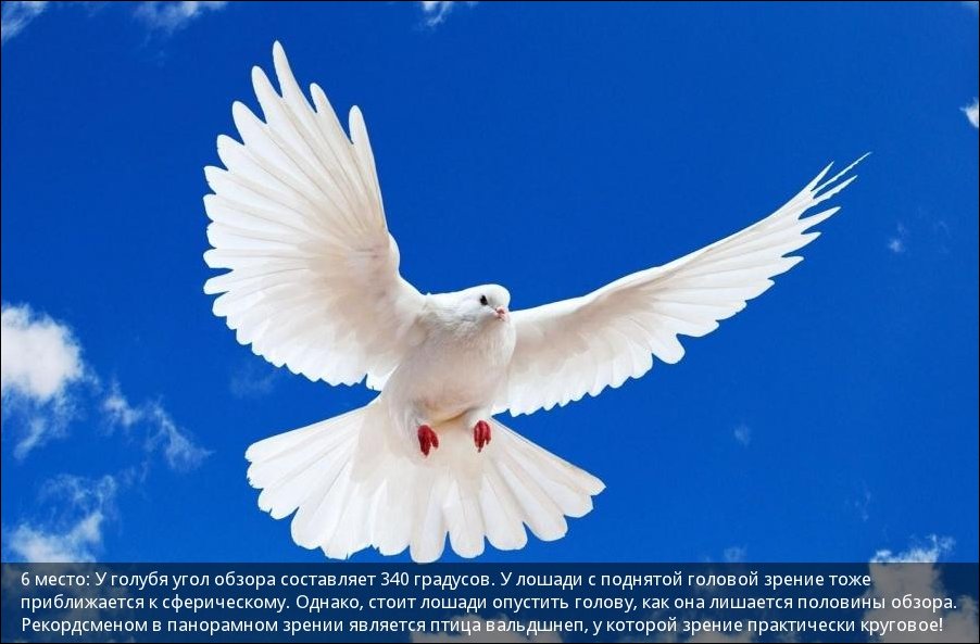 Самые зрячие среди животных
